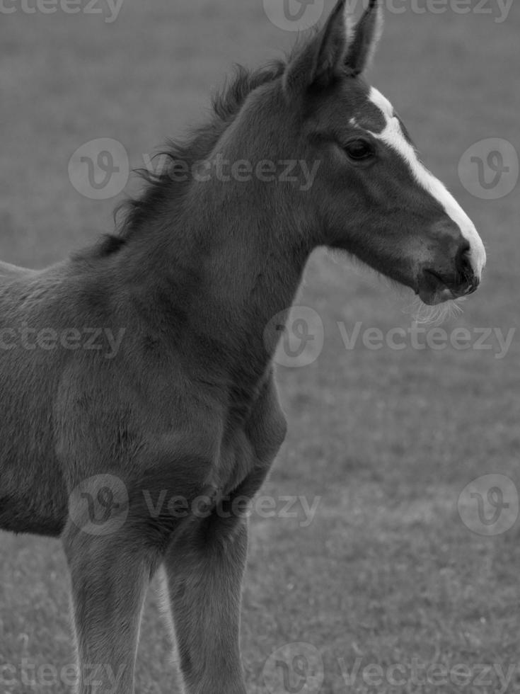 chevaux sur un pré allemand photo