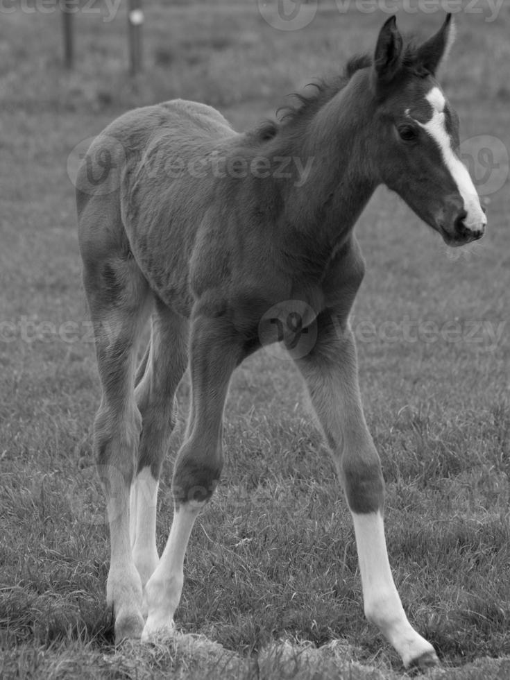 chevaux sur un pré allemand photo