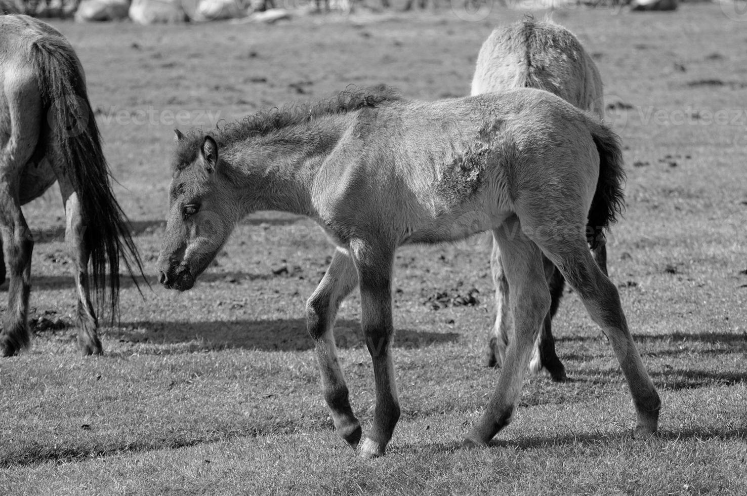 chevaux sur un pré allemand photo