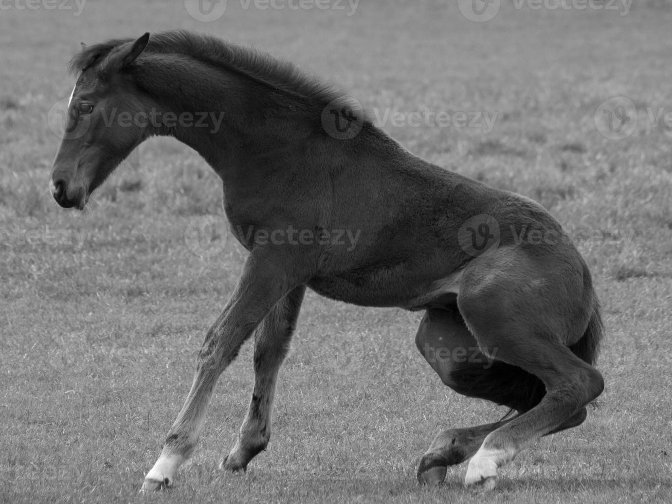 chevaux sur un pré allemand photo