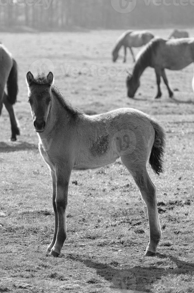 chevaux sur un pré allemand photo