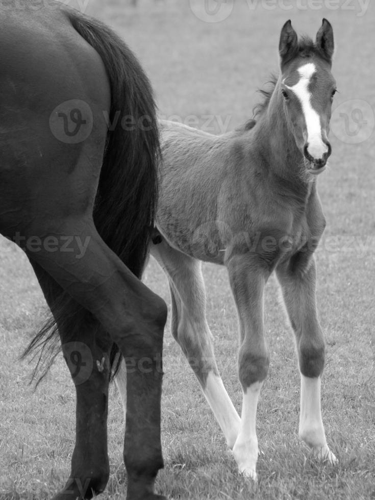 chevaux sur un pré allemand photo