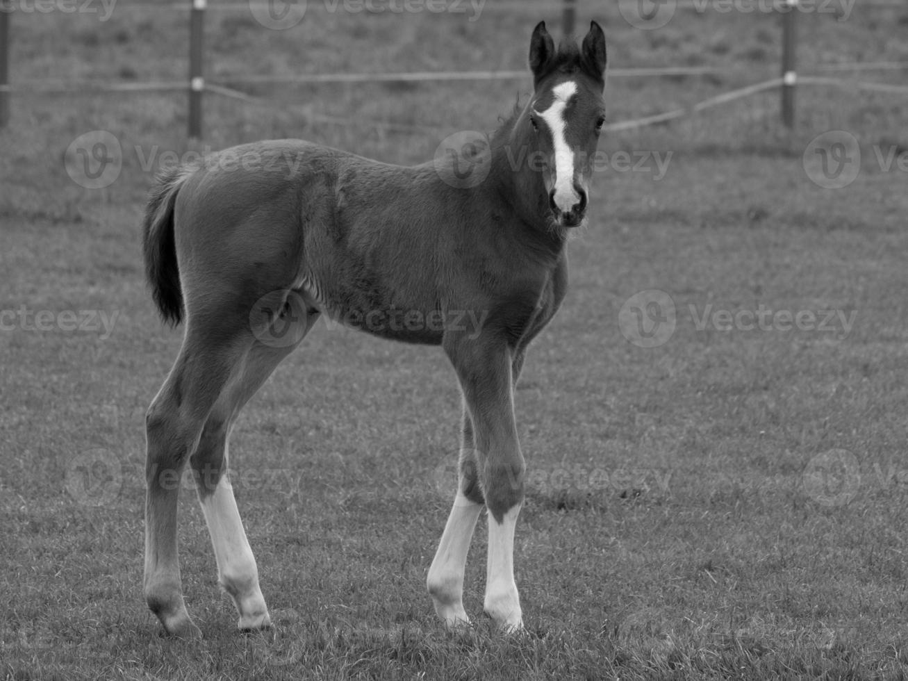 chevaux et poulains en allemagne photo