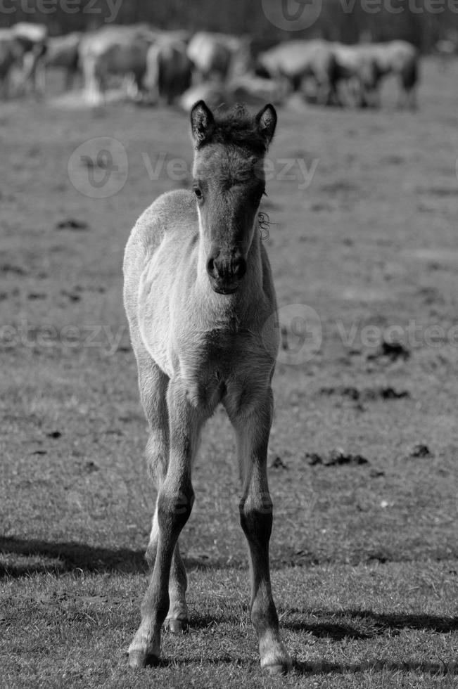 les chevaux dans Allemagne photo