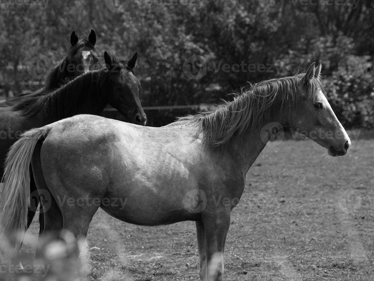 beaucoup les chevaux dans Allemagne photo