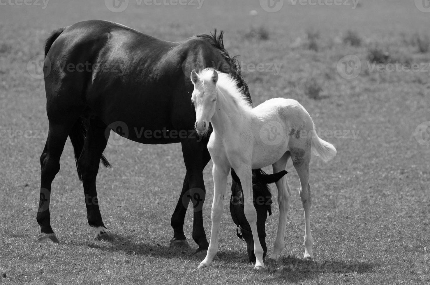 beaucoup les chevaux dans Allemagne photo