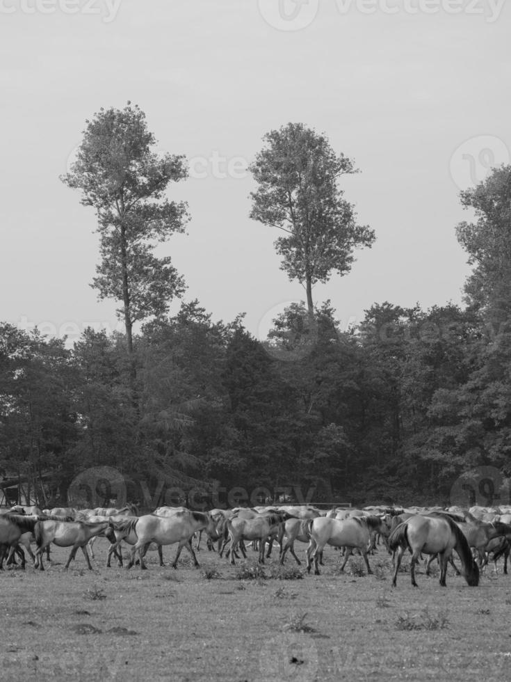 chevaux sauvages en allemagne photo