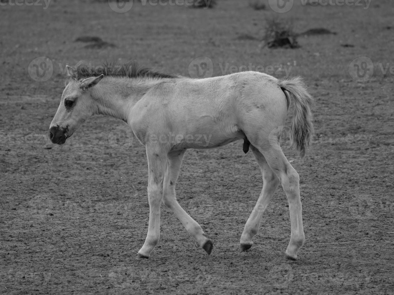 chevaux sauvages en allemagne photo