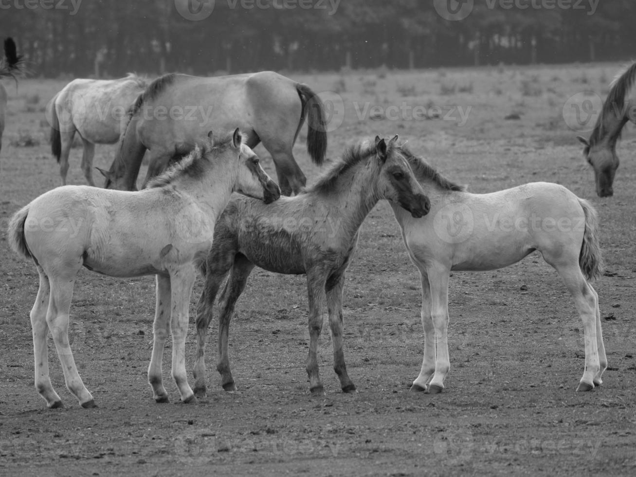 chevaux sauvages en allemagne photo