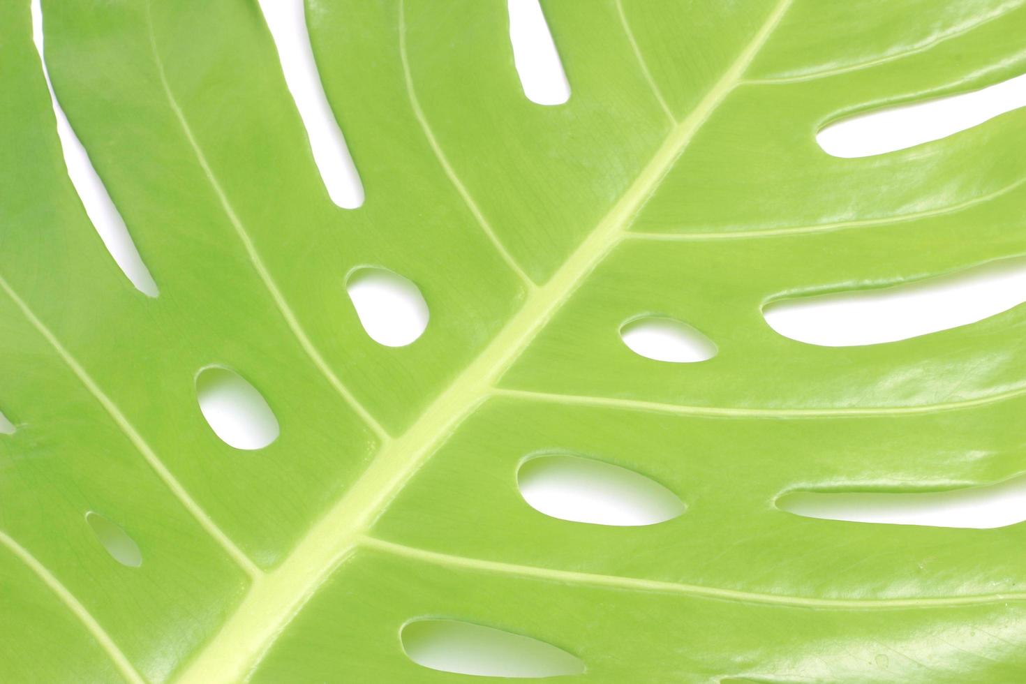 Détail de feuille de monstera sur blanc photo