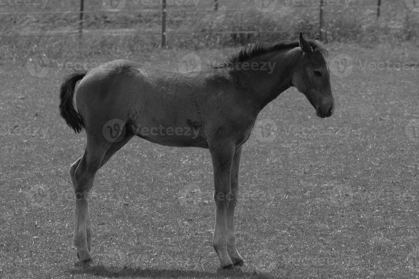 sauvage les chevaux et folas photo