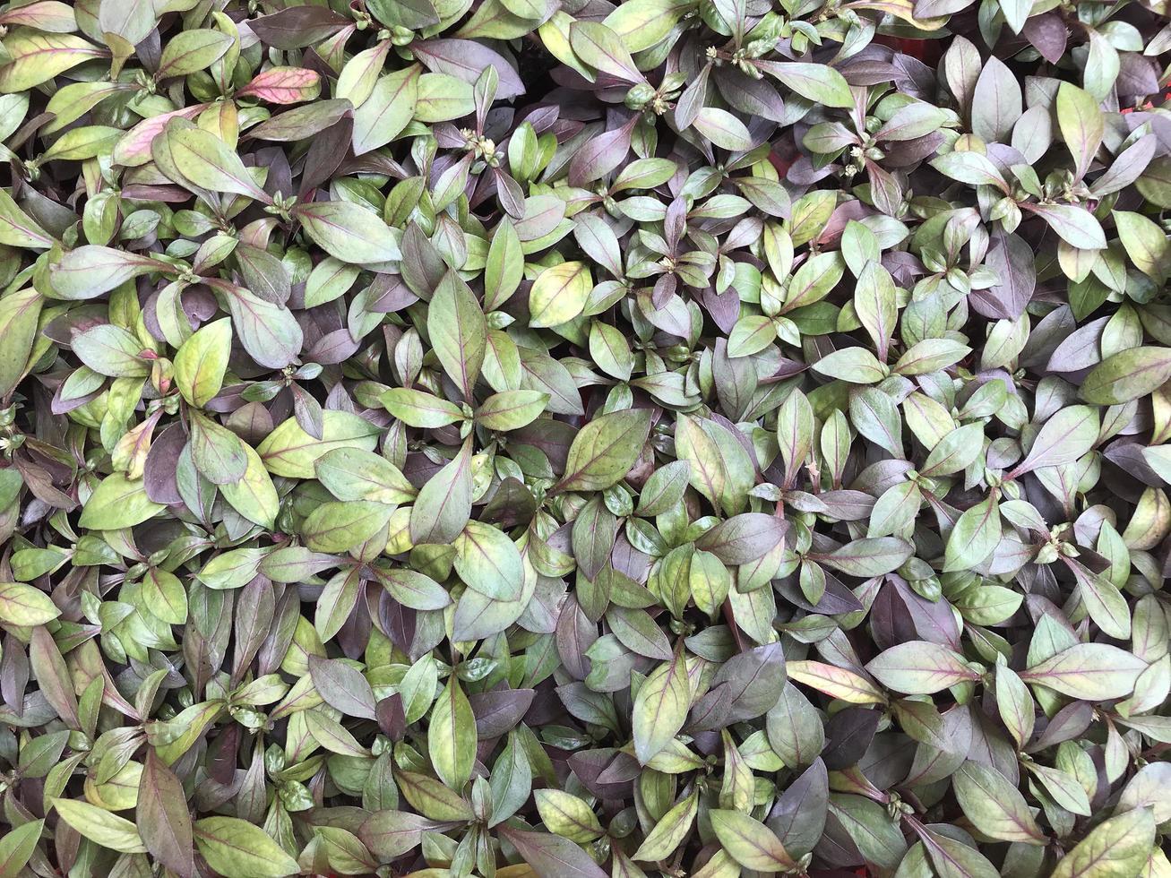 feuilles violettes et vertes d'un buisson photo