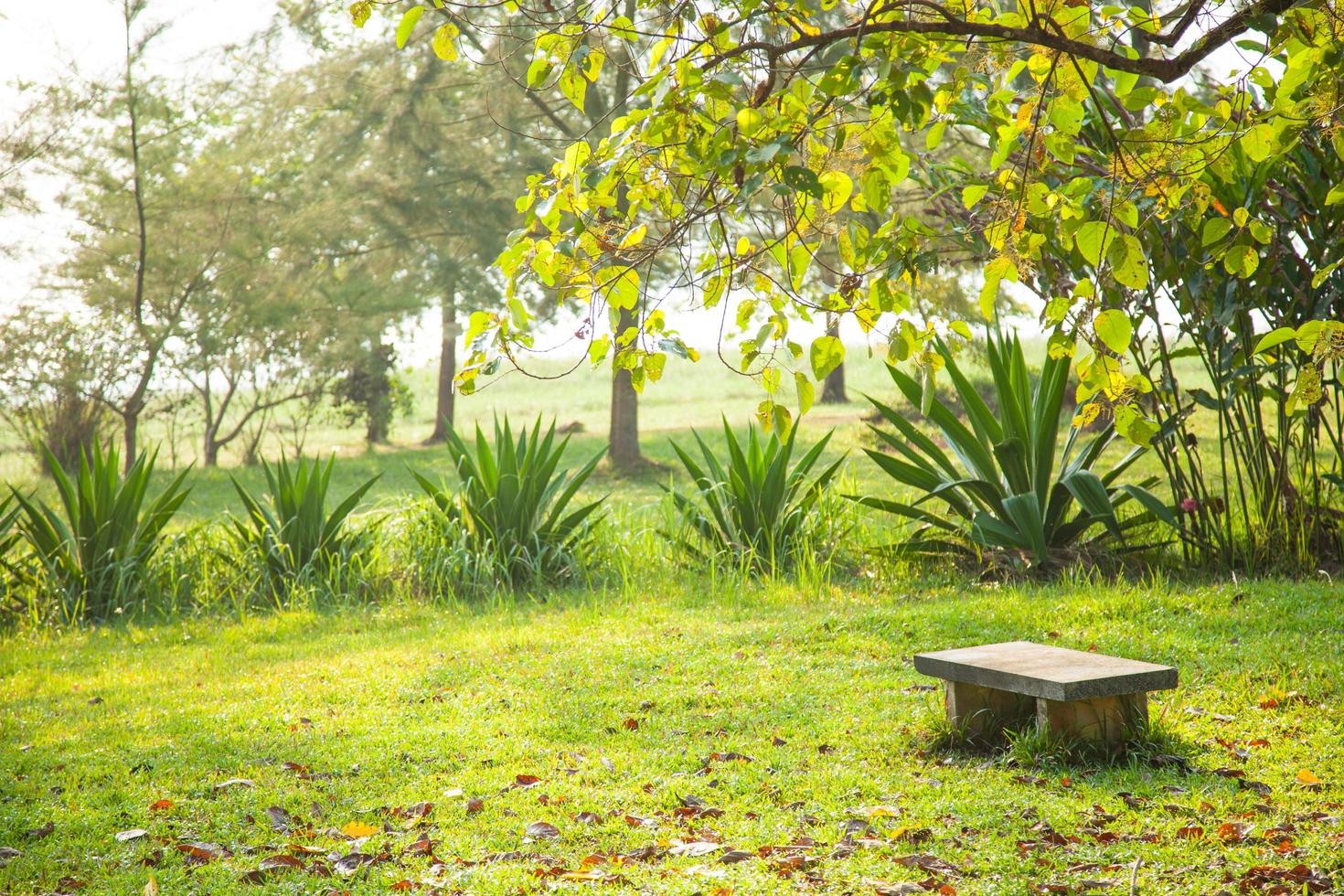 banc de pierre sur la pelouse photo