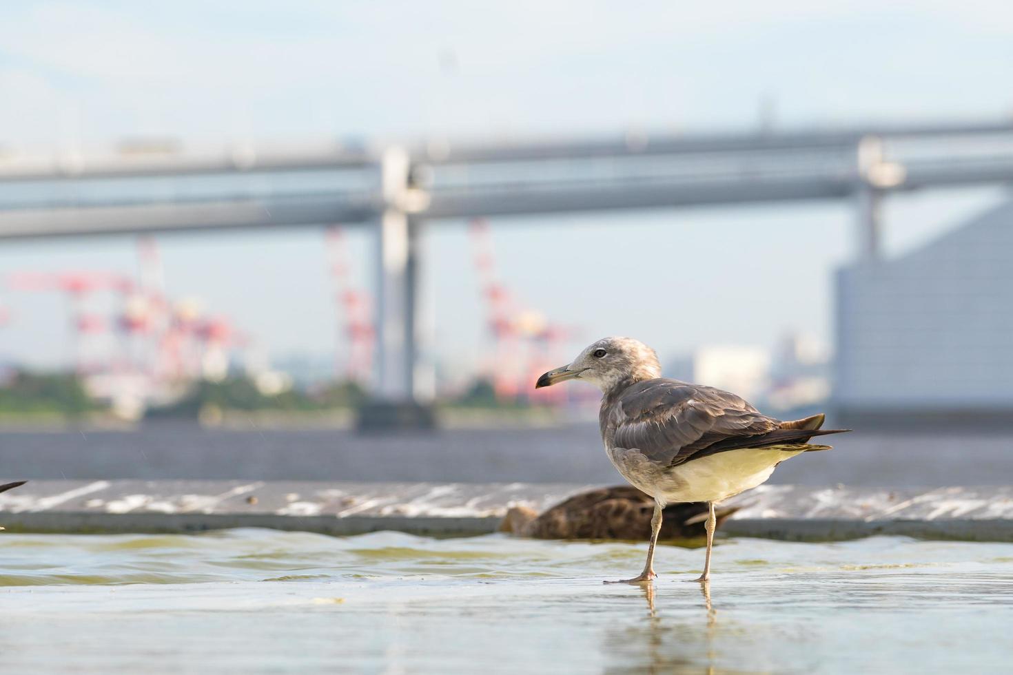 oiseau au pont arc-en-ciel à tokyo photo