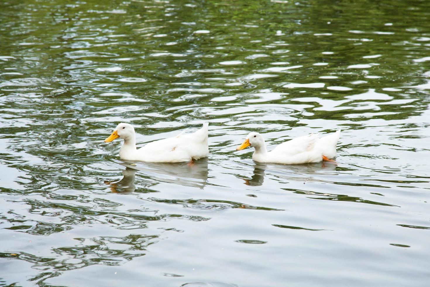 canards dans l'eau photo