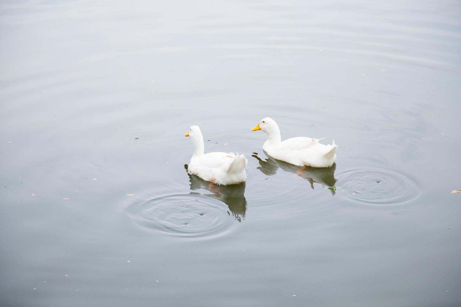 canards dans l'eau photo