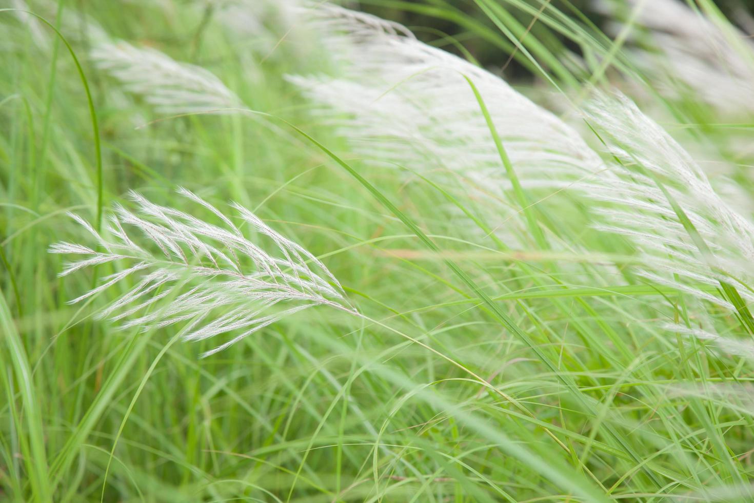 fleurs d'herbe photo