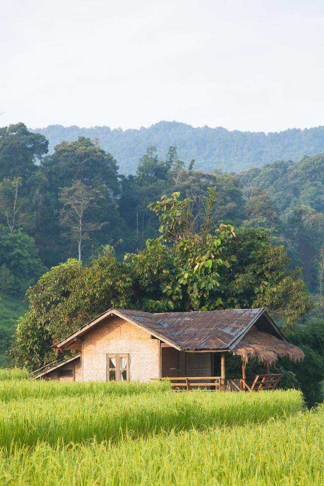 maison dans les rizières en thaïlande photo