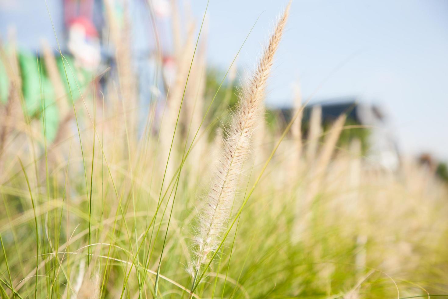 fleurs d'herbe photo