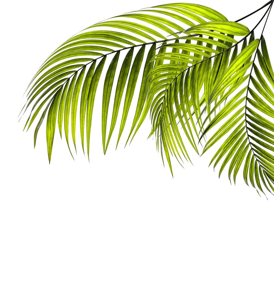 feuilles de palmier vert vif photo