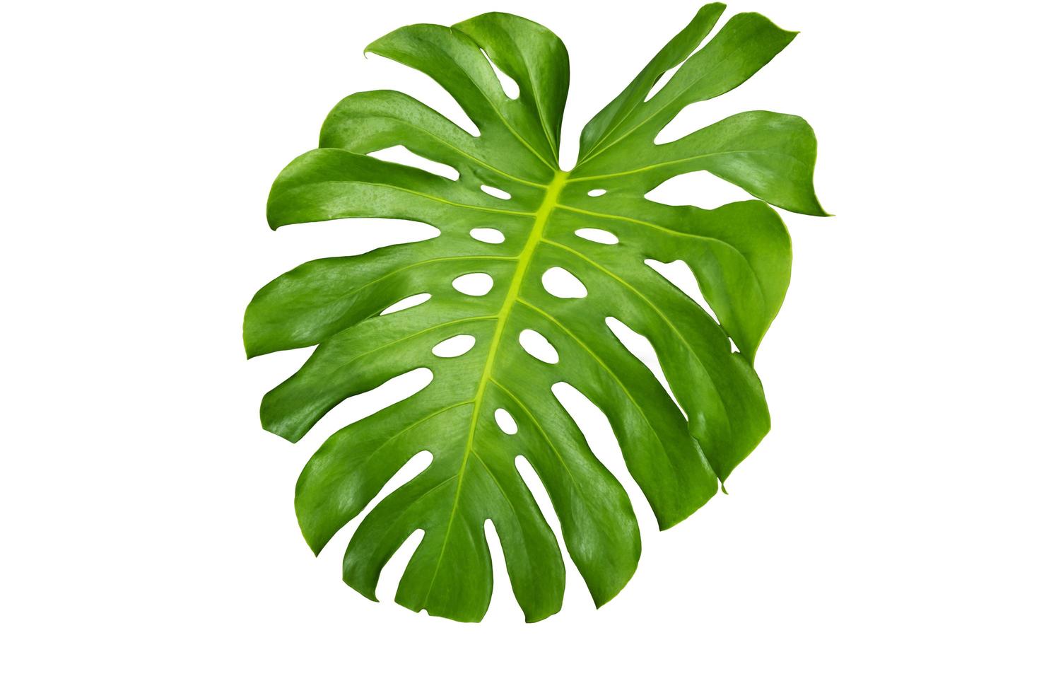 feuille de monstera isolée photo