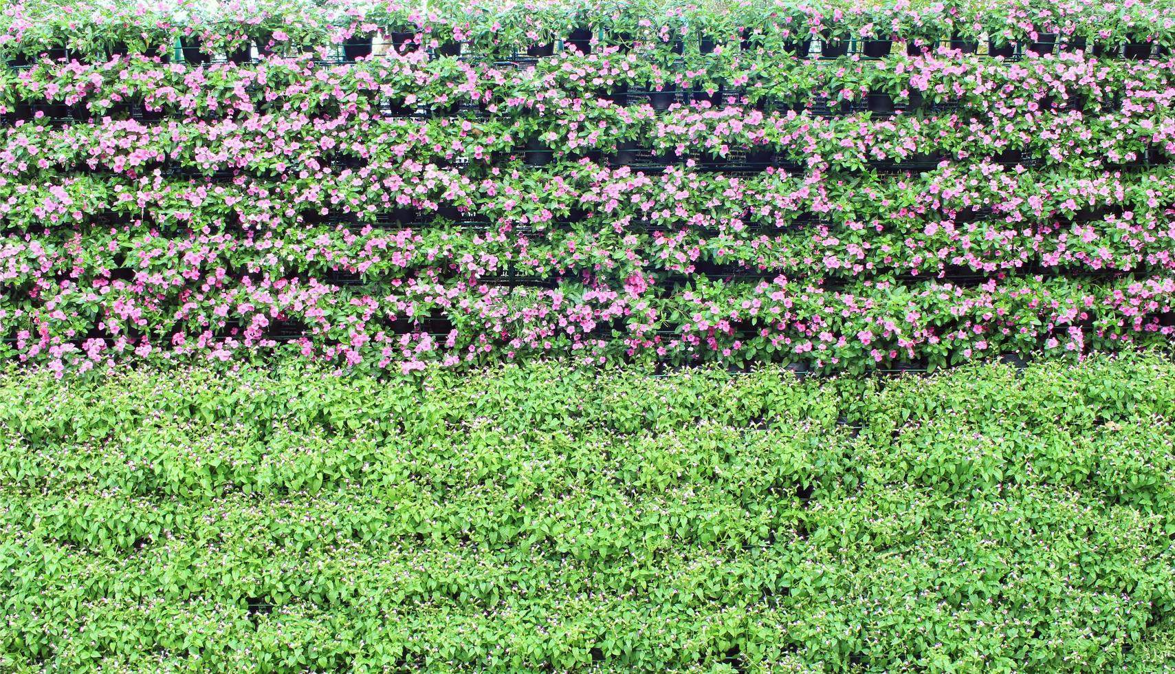 Jardin vertical de fleurs de pervenche photo