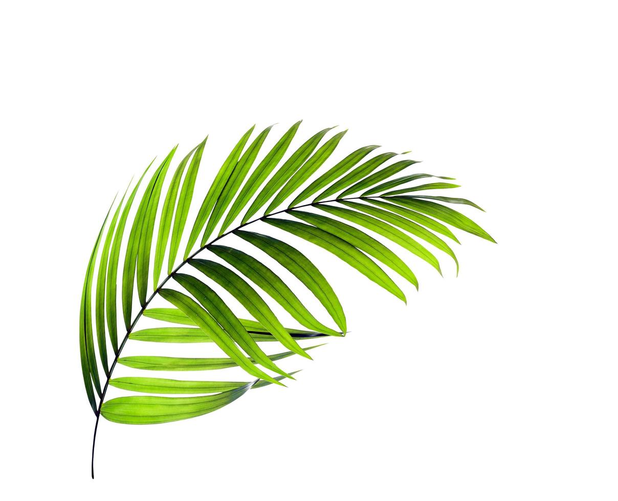 feuille de palmier tropical unique photo
