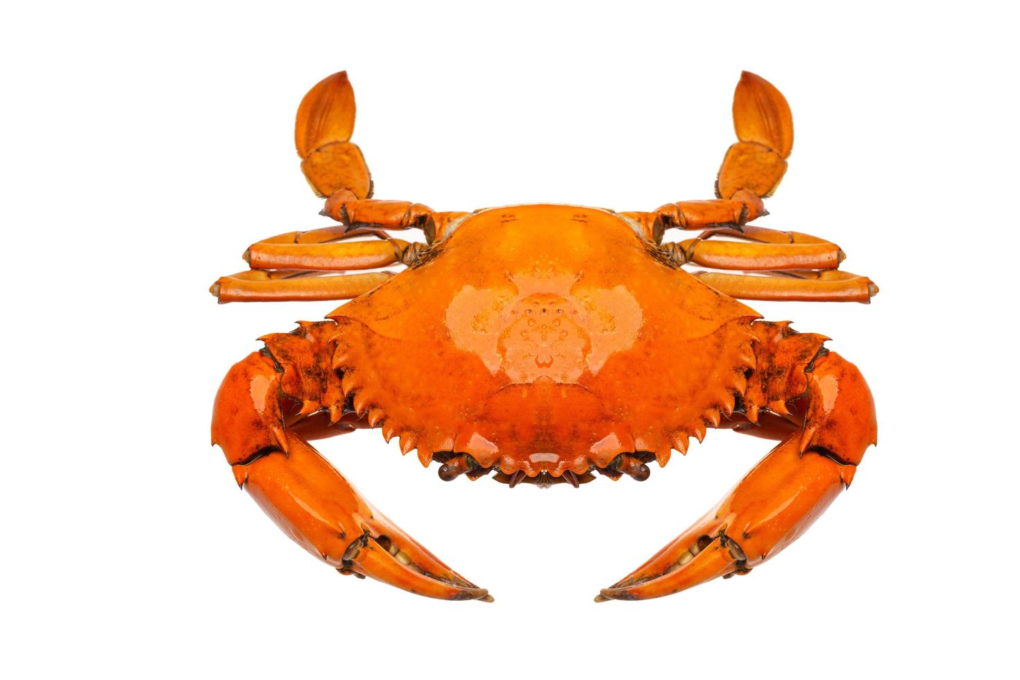 crabe sur blanc photo
