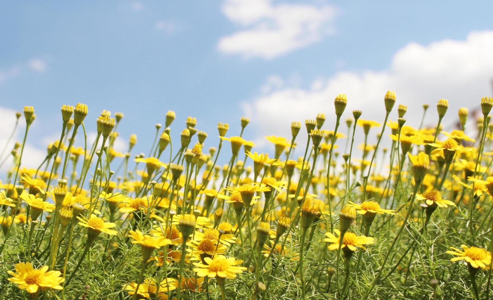 fleurs jaunes et ciel bleu photo