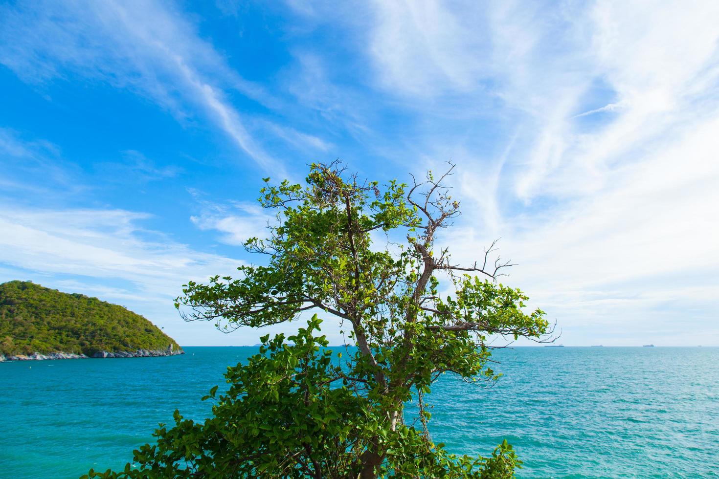 arbre sur la falaise photo