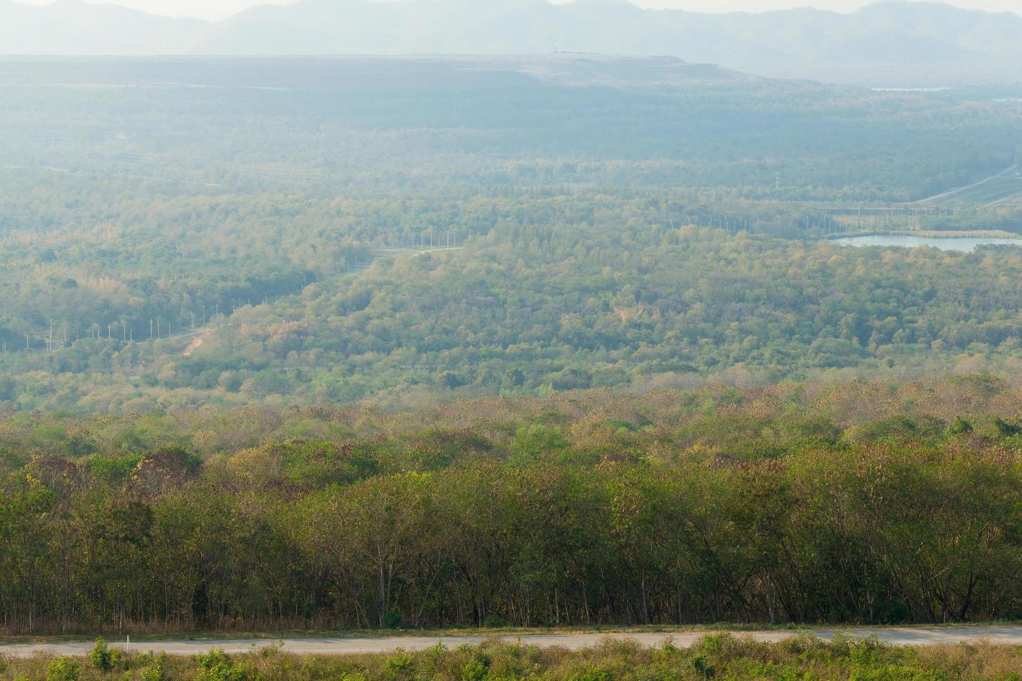 route par la forêt photo