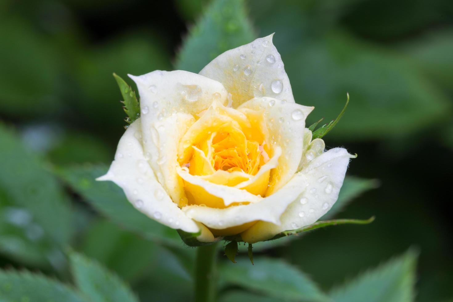 rose blanche et jaune avec des gouttes d'eau photo