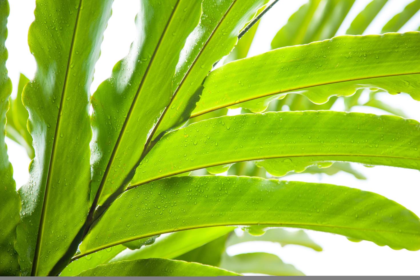 feuilles et gouttes d'eau photo