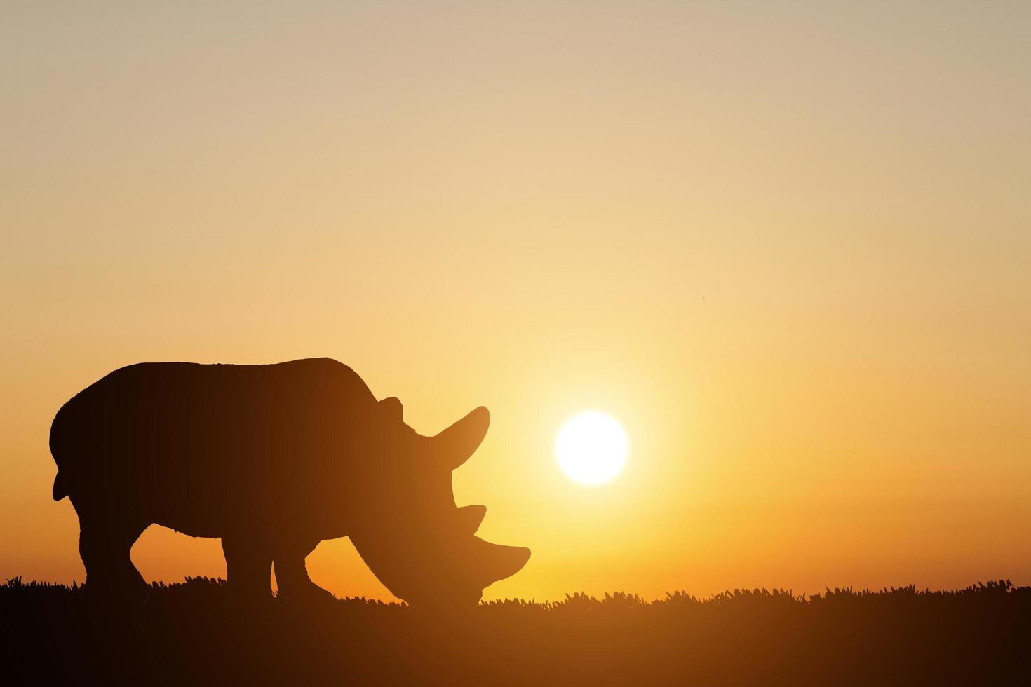 silhouette d'un rhinocéros sur fond de coucher de soleil photo