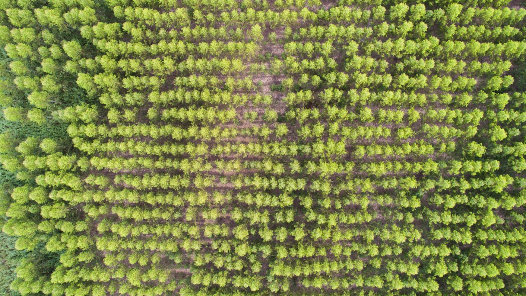 vue aérienne de la forêt verte photo