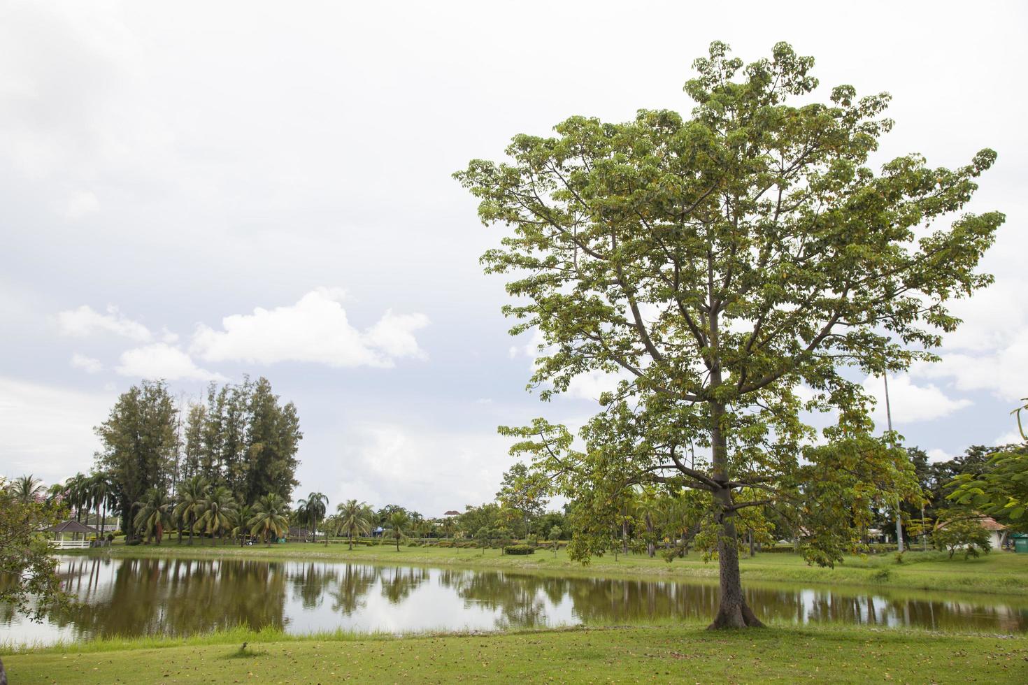 arbre sur la pelouse photo