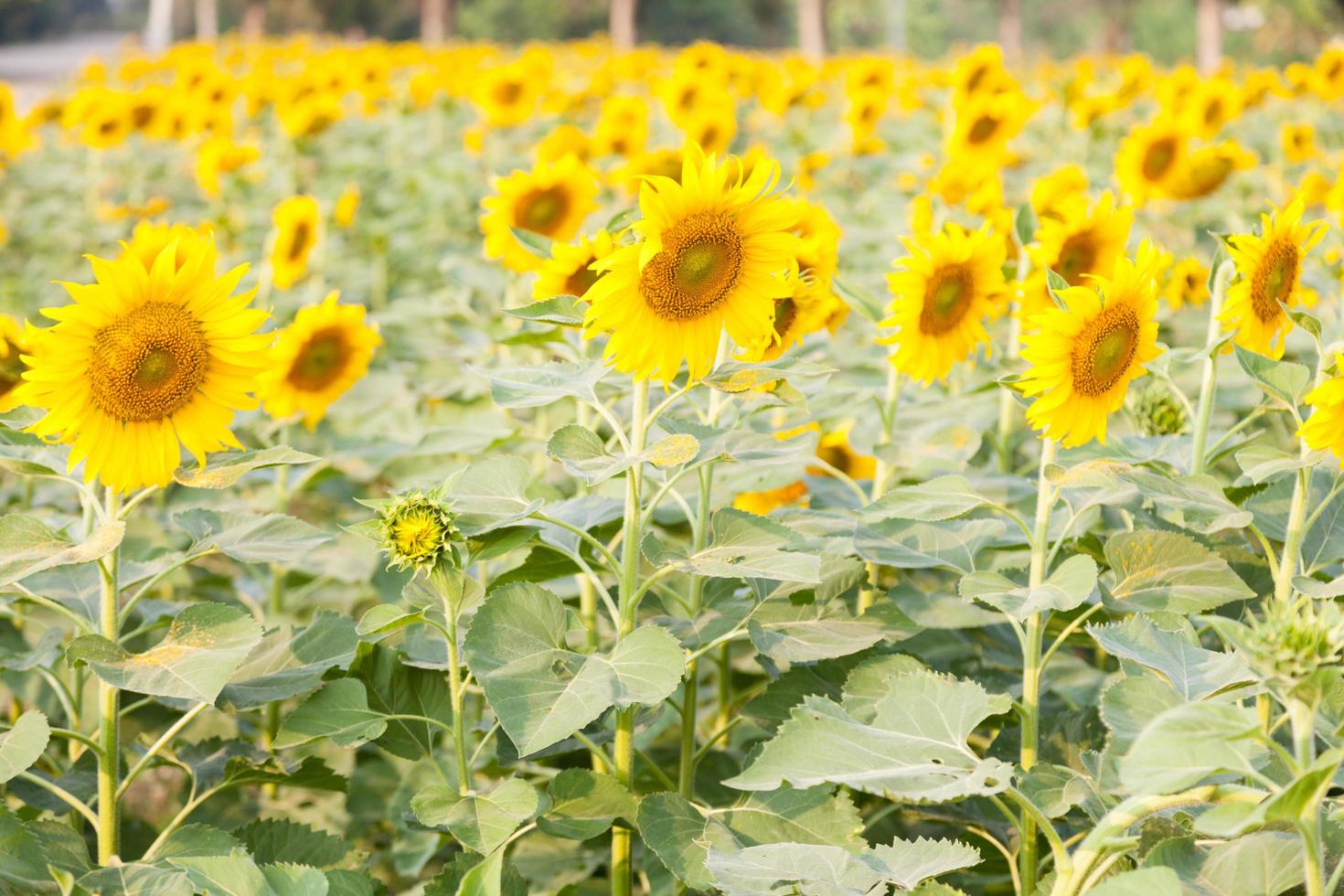 tournesols sur le terrain photo