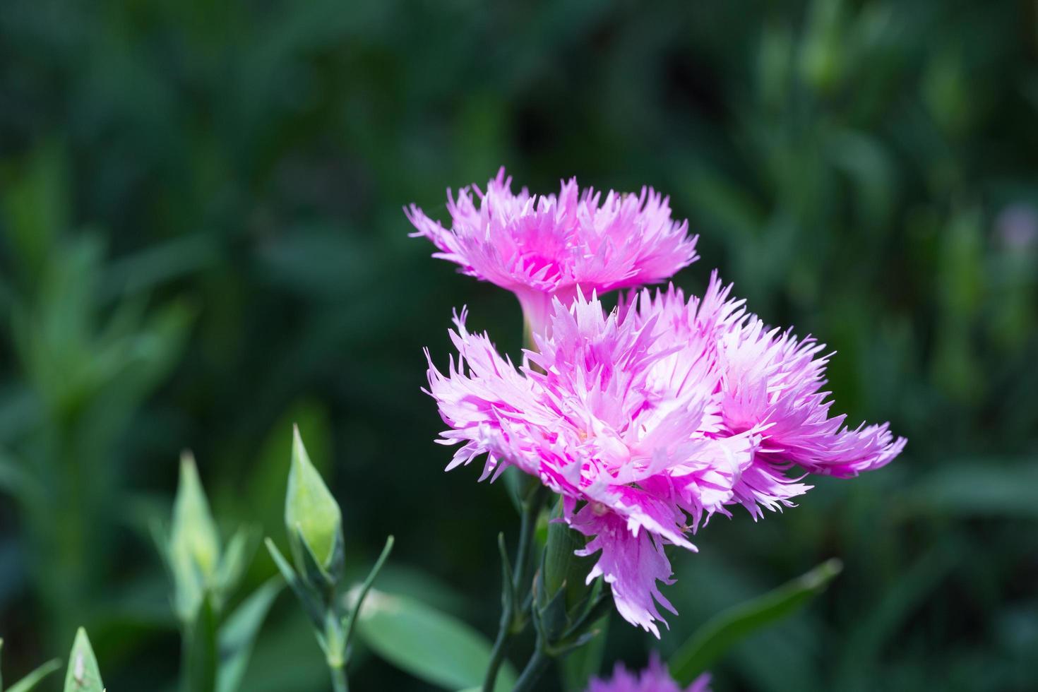 fleurs violettes dans le parc photo