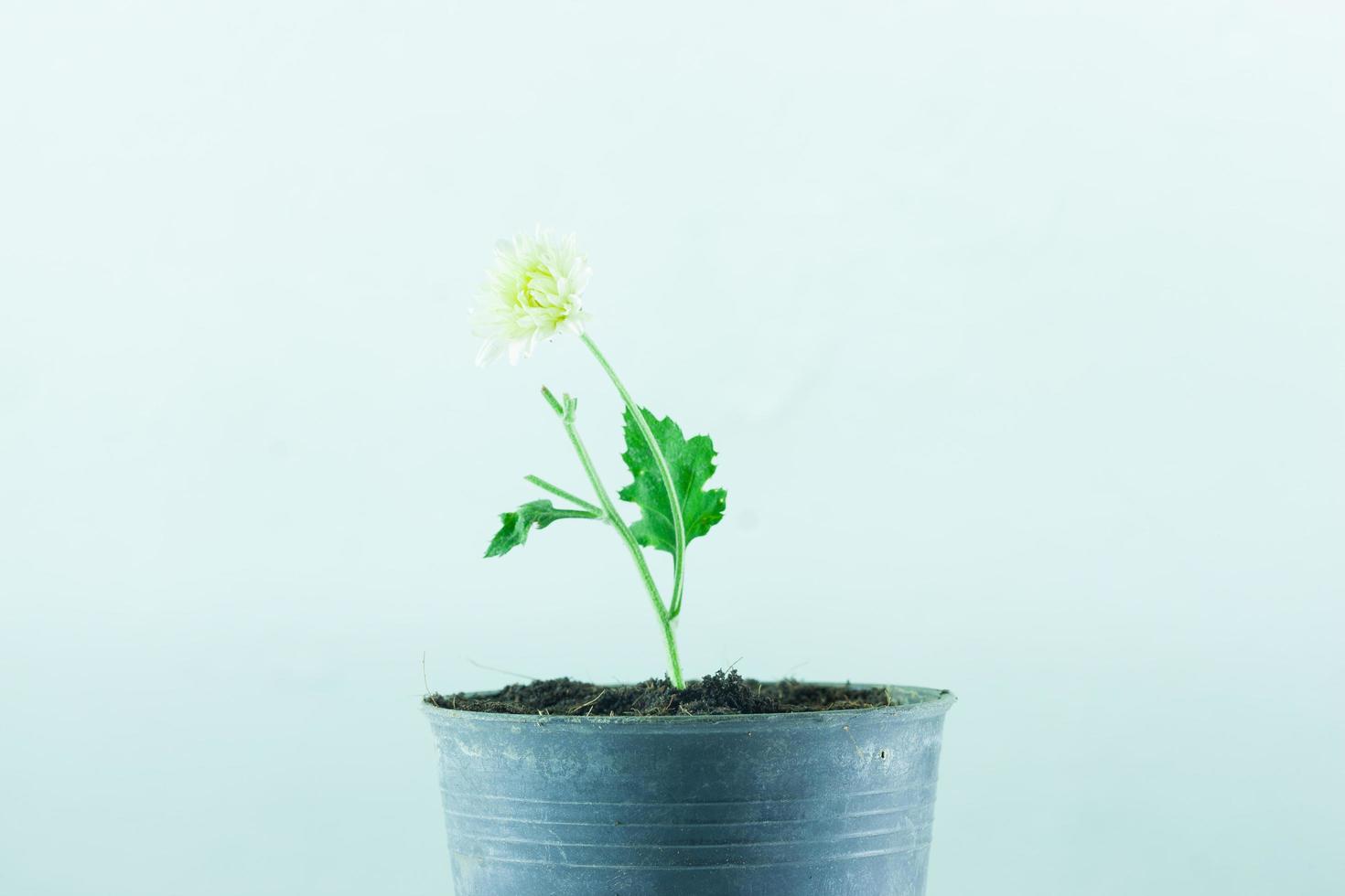 fleur blanche dans le pot photo