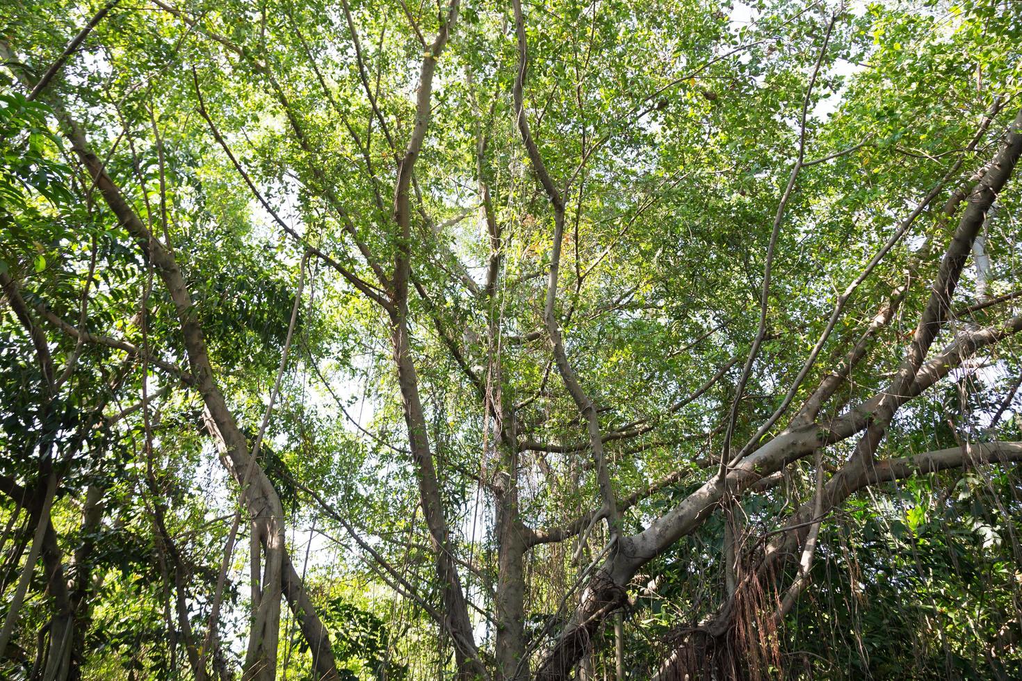 vieil arbre dans la forêt photo