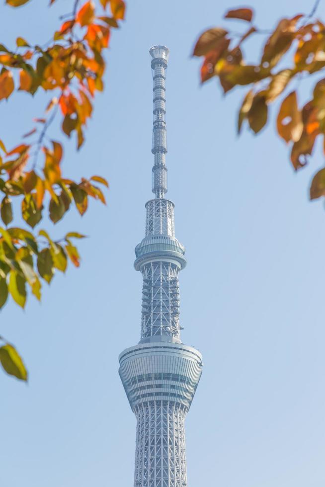 arbre du ciel de tokyo photo