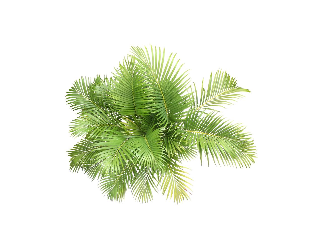 groupe de feuilles de palmier sur blanc photo