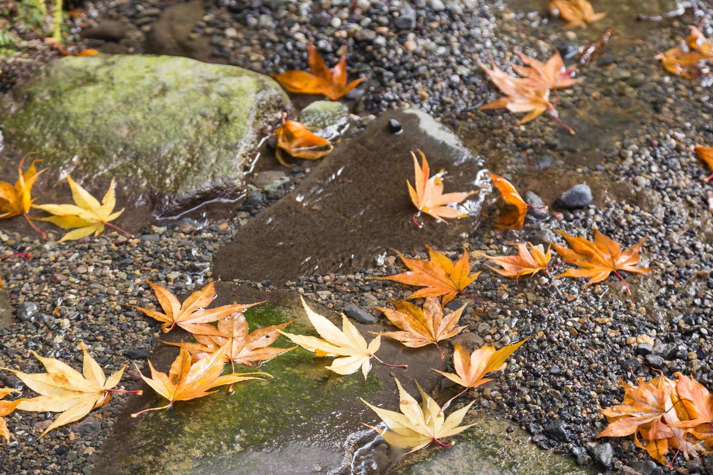 feuilles sur le sol photo