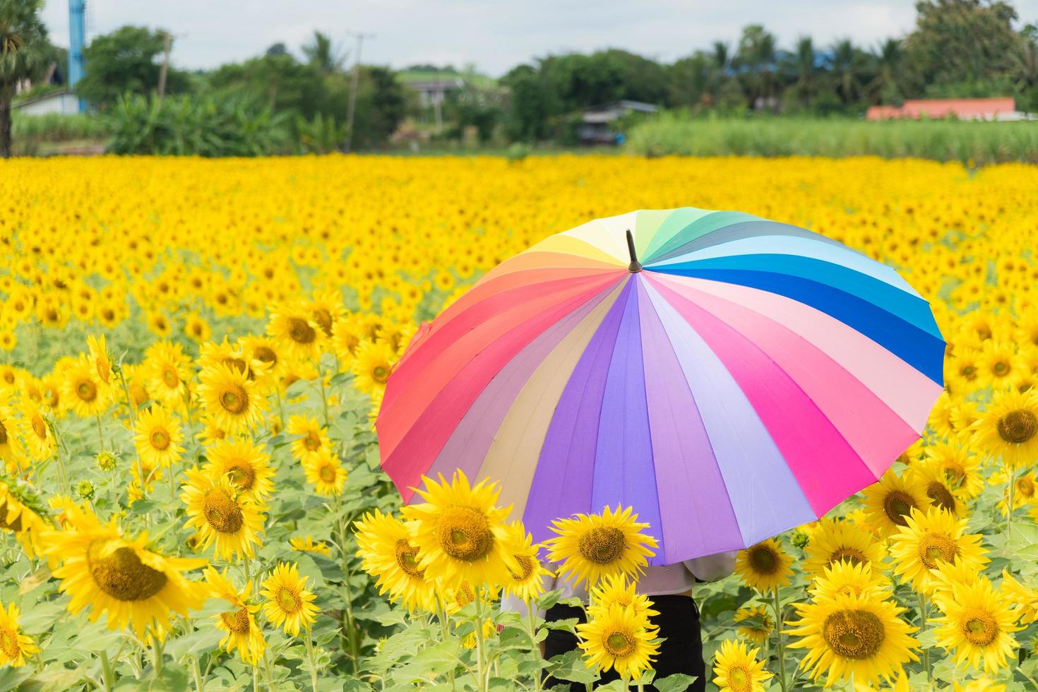 Parapluie multicolore dans le champ de tournesol photo