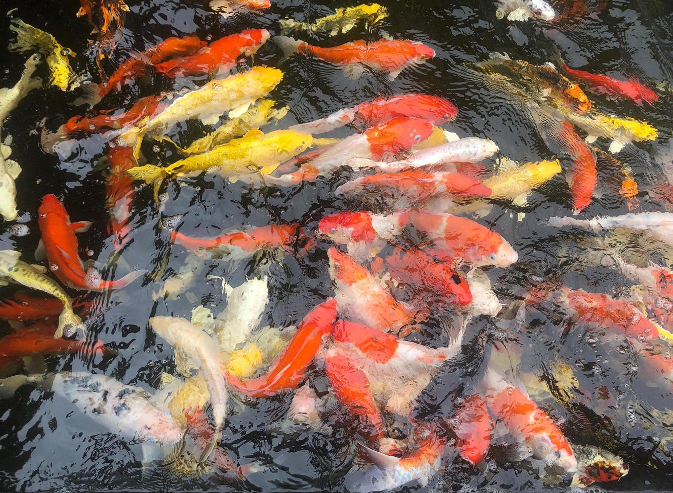 poisson koi dans un étang noir photo