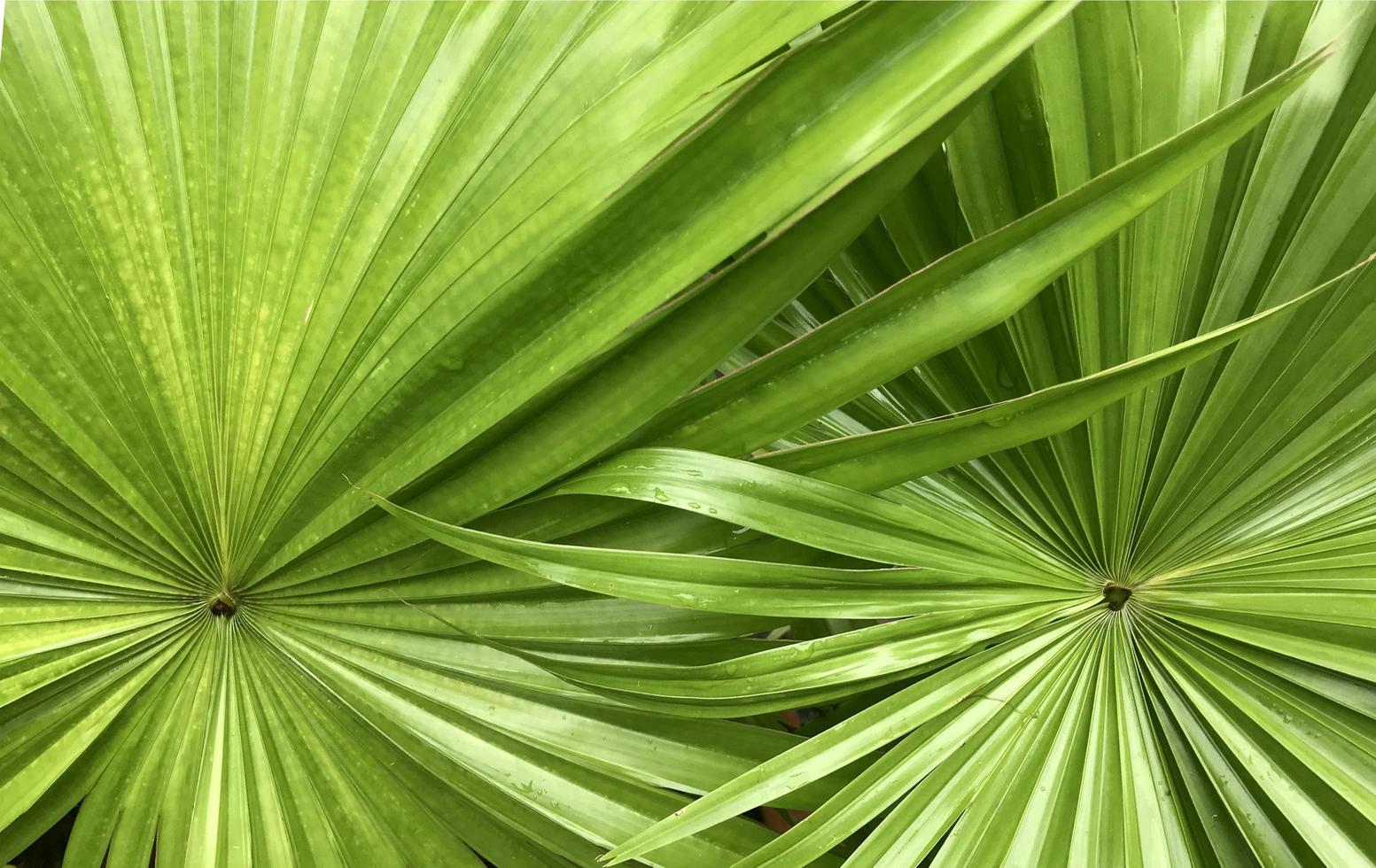 gros plan, de, plantes tropicales photo