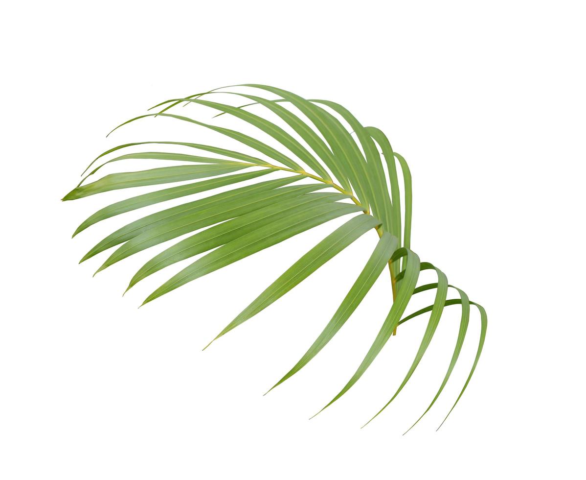feuille de palmier vert luxuriant tropical photo