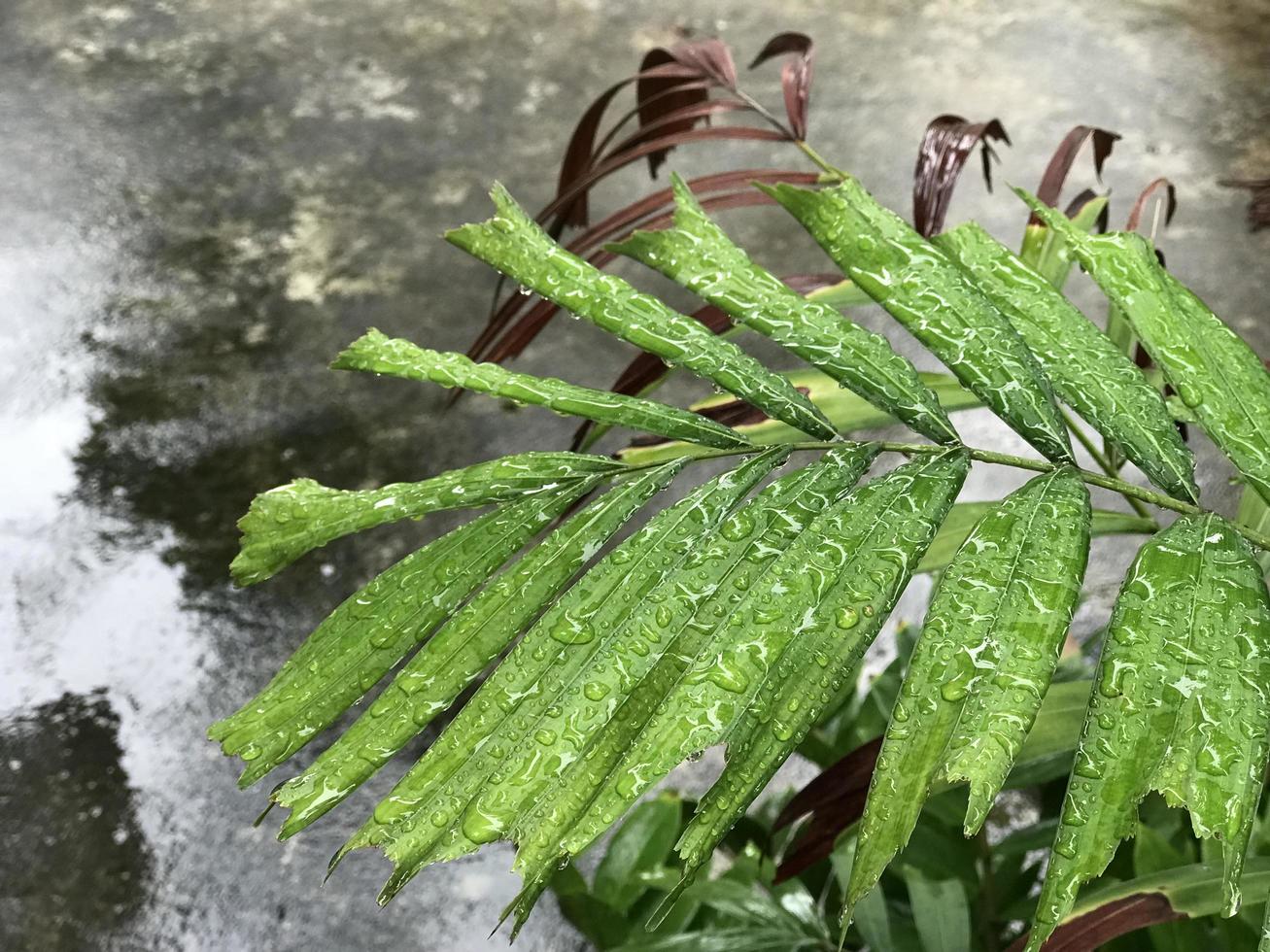 gouttes de pluie sur feuille de palmier photo