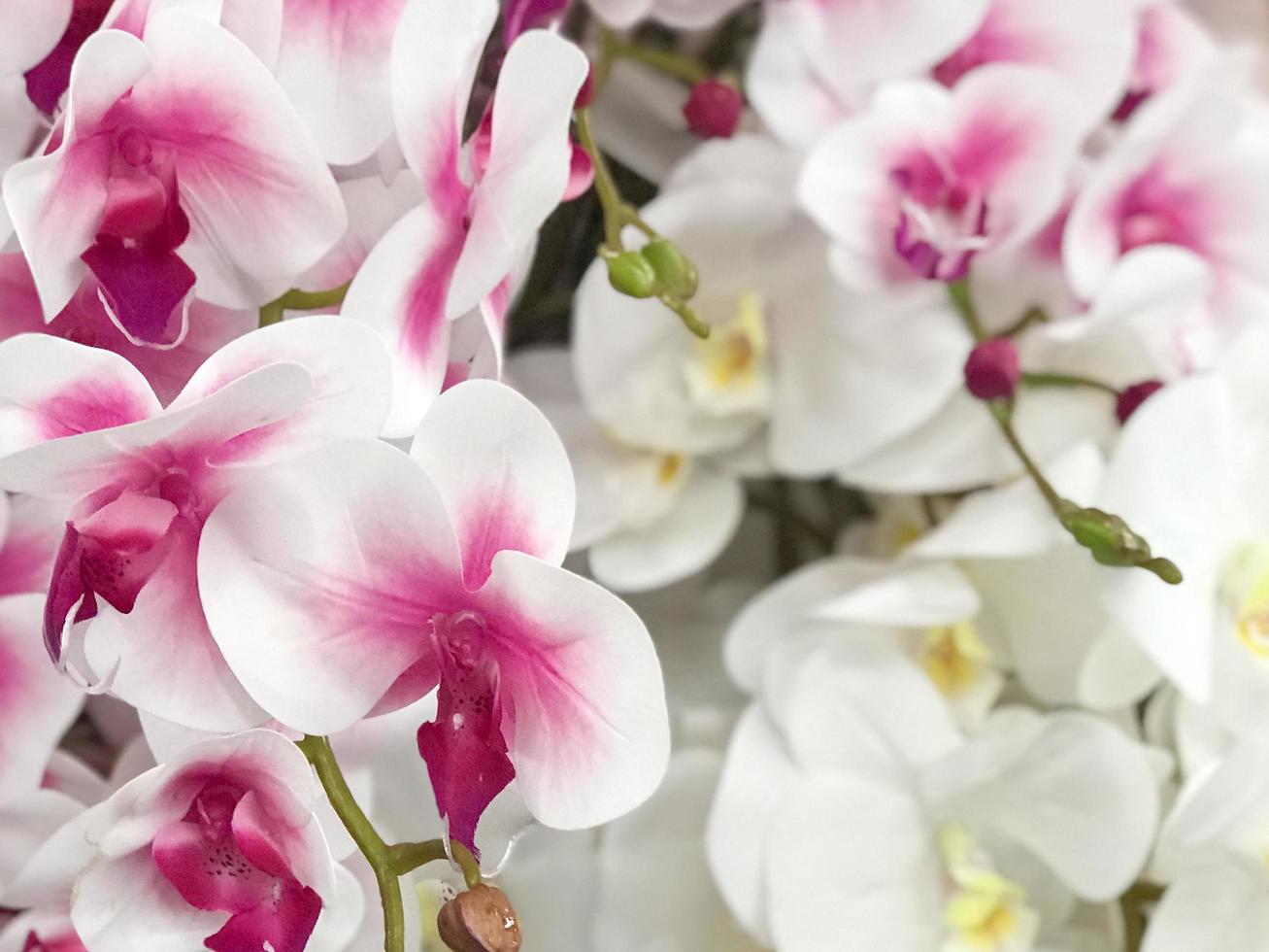 orchidées fleuries photo