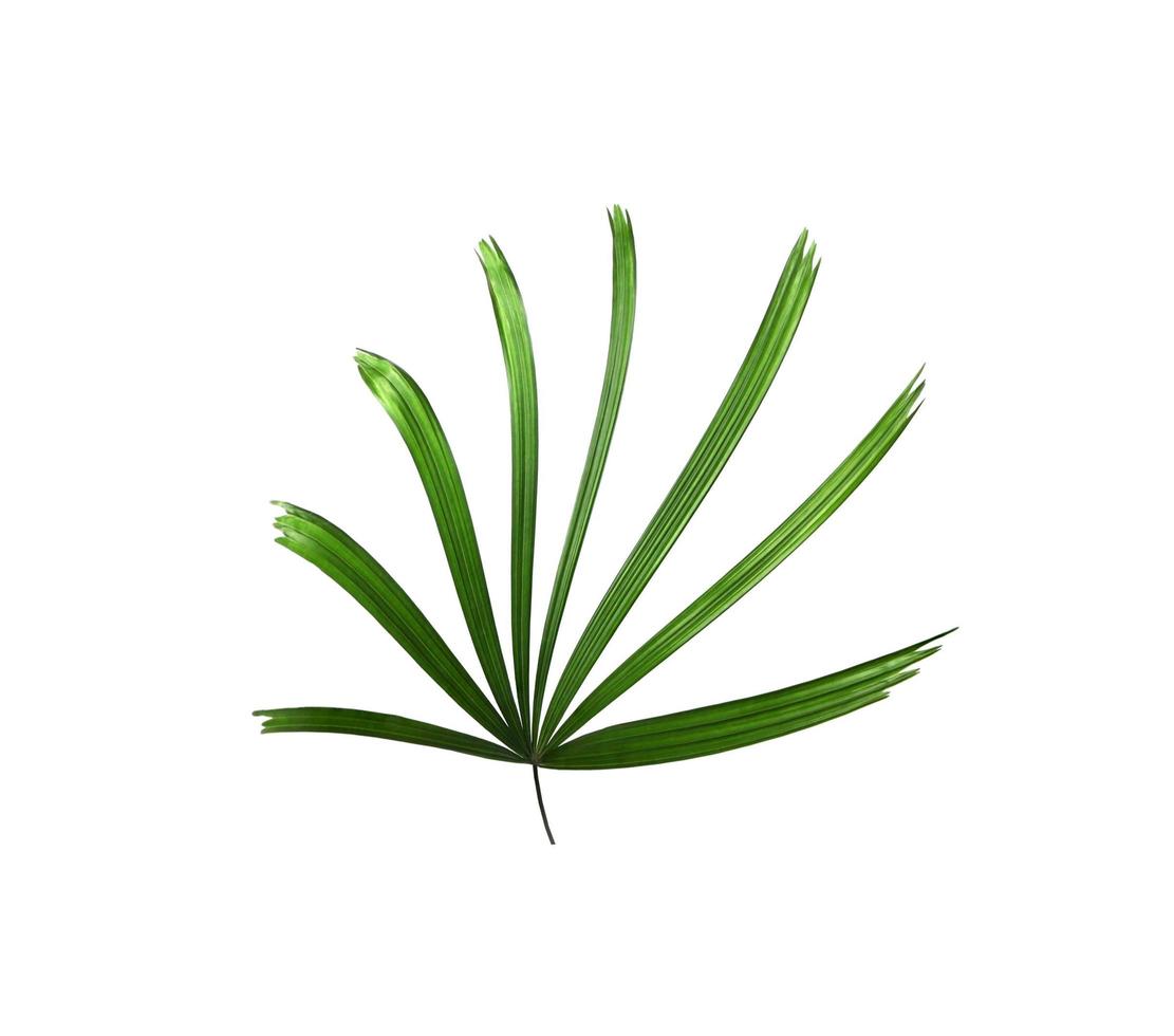 petite feuille de palmier sur blanc photo